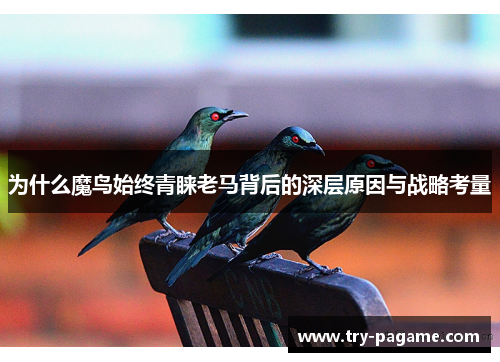 为什么魔鸟始终青睐老马背后的深层原因与战略考量 为什么魔鸟始终青睐老马背后的深层原因与战略考量